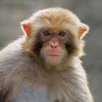 In a new study, Rhesus monkeys, like the one above, were outfitted with brain implants that significantly aided their decision-making abilities.