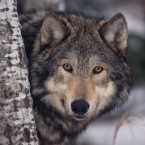 The American wolf population has jumped from just a few hundred in the lower 48 states in 1973 to roughly 6,000 today.
