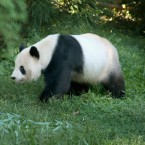 Tian Tian, the National Zoo's 275-pound male giant panda, moves around his enclosure on Sept. 24, the day after the death of his 6-day-old panda cub.