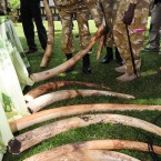Soldiers display recovered elephant ivories in Nairobi, Kenya, on June 22: Fifteen members of the Kenya Wildlife Service were killed while on duty this year.