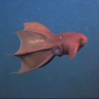 This vampire squid gobbles up all manner of discarded junk in the ocean &mdash; including feces and bits of other creatures' shells.