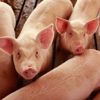 Hog farmer Terry Vance Garner went missing in late August. The 69-year-old's dentures were later found inside his pig enclosure.