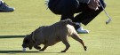 Paul Casey of England laughs while a dog picks up his ball on the 12th green during the second round of the Alfred Dunhill Links Championship in Scotland.