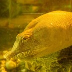 Since its head is submerged in water, this Chinese soft-shelled turtle might actually be urinating... through its mouth.