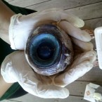 My, what big eye you have: Some giant sea creature seems to have lost something important that washed onto a Florida beach.