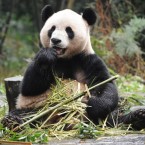 Too cute to eat, right? Maybe not. The cuddly looking bears were reportedly once a favorite meal for our ancestors.