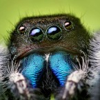 This spider may not be the most recent arachnid discovery, but that doesn't make the thought of being attacked by a swarm of them any less terrifying.