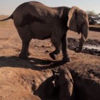 After its mother's efforts failed, a baby elephant trapped in a well is rescued by some determined humans.