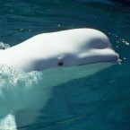 A Beluga whale named NOC learned to lower its speech-sounds to mimic those of its human trainers.
