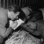 Animator Eddie Radage sketches pigs in 1953 in preparation for his work on the film adaptation of George Orwell's Animal Farm.
