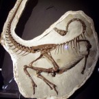 The fossilized remains of the ostrich-like species Ornithomimus edmontonicus.