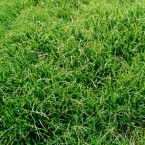 At a certain point, our early ancestors managed to shift to a diet that included grass, allowing them to live on grasslands outside the forest.