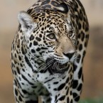 A jaguar known as an onca pintada walks in the Jardim Zoo in Brasilia, Brazil: To help save this endangered species from extinction, Brazilian scientists plan to clone it.