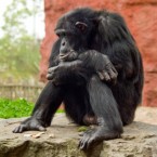 Sigh. Midlife can feel bleak for chimps too, only they can't perk themselves up with extravagant gifts.