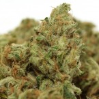 Adolescents who smoked marijuana at least four times a week, lost an average of 8 IQ points between the ages of 13 and 38, according to a study from New Zealand.