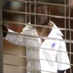 NBC's Animal Practice is closing shop after six little-watched episodes, which means Crystal the Monkey is out of a job.