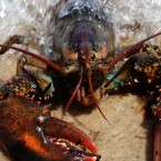 Lobsters, it turns out, accumulate rings as they age, similar to the way trees do.&nbsp;