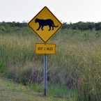 Kenneth Nolan says the state of Florida is to blame for his motorcycle collision with a panther.