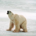 Say goodbye to your home, polar bears: Unless the U.N. takes radical steps, the world is likely to cross into the no-turning-back phase of global warming.