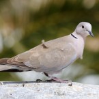 An unsuspecting pigeon: Potential catfish snack.