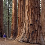 A hiker stares up at a giant California redwood in Sequoia National Park.