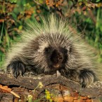 The tip of each Porcupine quill has roughly 800 microscopic barbs.