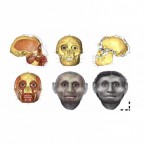 The path Dr. Hayes took to reach her facial approximation of the "Hobbit."