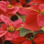 A child weighing around 50 pounds would reportedly have to consume well more than a pound of Poinsettia leaves to become ill.