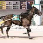 Silky Shark is reportedly one of many horses to fall victim to the horse meat trade.