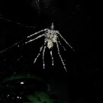 The decoy spider is constructed from pieces of leaves and other debris.