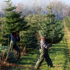 Harvest hands carry Nordmann firs through a plantation in Wieschendorf, Germany.