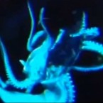 This multi-tentacled creature was spotted 2,067 feet below the surface of the Pacific Ocean.