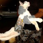 Exhibit A: Brazilian prison guards hold a feline accomplice to a would-be escape.