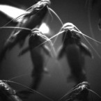 If a 2010 documentary is to believed, the catfish of the human world keep the rest of us "fresh."