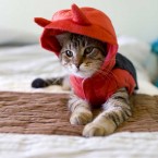 Don't be swayed by their cute exteriors: New Zealand's cats are reportedly bird-murdering devils.