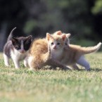 Wouldn't you like to play with this kindle of kittens?